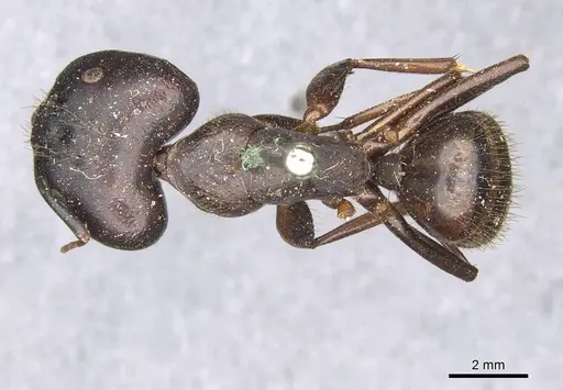 Camponotus brutus specimen CASENT0910269 image casent0910269_1