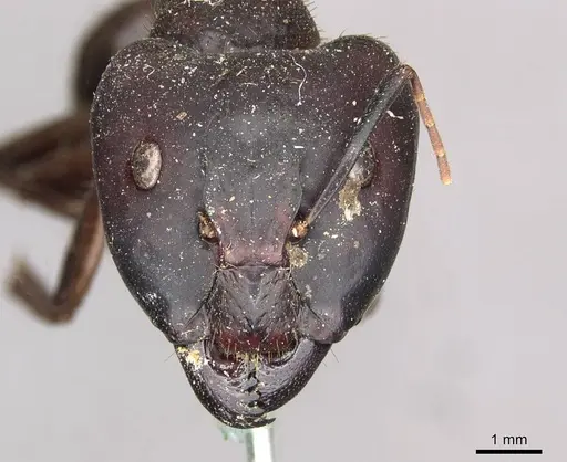 Camponotus brutus specimen CASENT0910269 image casent0910269_2