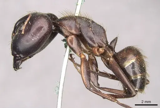 Camponotus brutus specimen CASENT0910269 image casent0910269_3