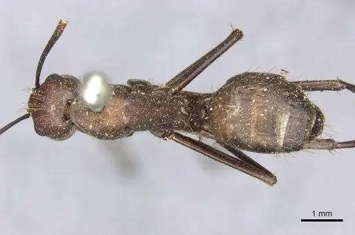 Camponotus brutus specimen CASENT0910270 image casent0910270_1