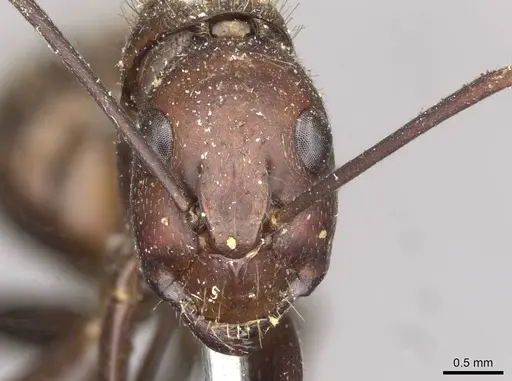 Camponotus brutus specimen CASENT0910270 image casent0910270_2