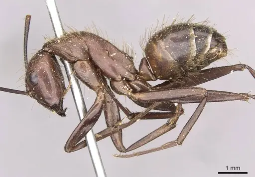 Camponotus brutus specimen CASENT0910270 image casent0910270_3