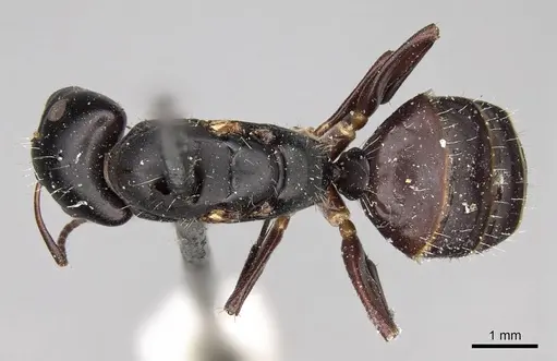 Camponotus buchholzi specimen CASENT0906890 image casent0906890_1