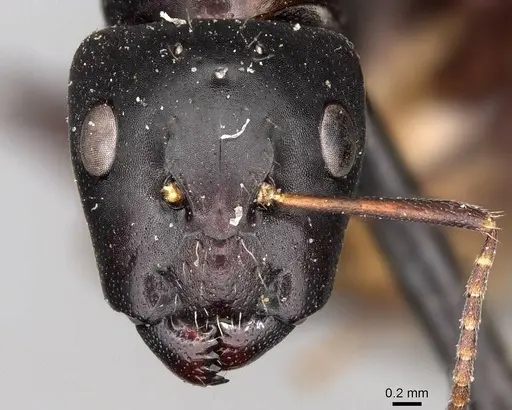 Camponotus buchholzi specimen CASENT0906890 image casent0906890_2