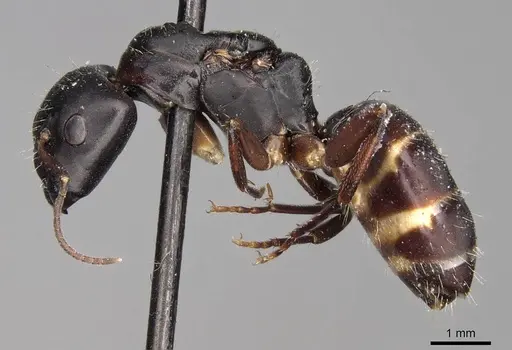 Camponotus buchholzi specimen CASENT0906890 image casent0906890_3