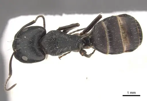 Camponotus buchholzi specimen CASENT0910563 image casent0910563_1