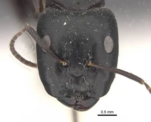 Camponotus buchholzi specimen CASENT0910563 image casent0910563_2