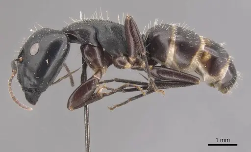 Camponotus buchholzi specimen CASENT0910563 image casent0910563_3