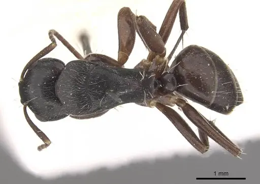 Camponotus buchholzi specimen CASENT0910564 image casent0910564_1