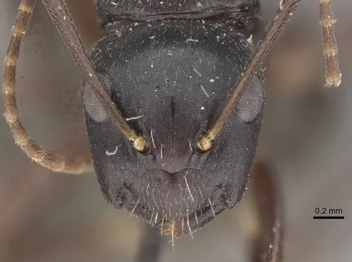 Camponotus buchholzi specimen CASENT0910564 image casent0910564_2