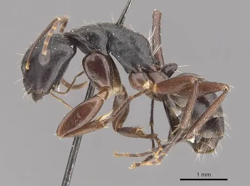 Camponotus buchholzi specimen CASENT0910564 image casent0910564_3