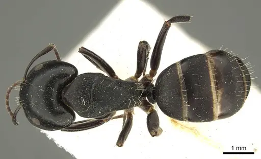 Camponotus buchholzi specimen CASENT0915681 image casent0915681_1