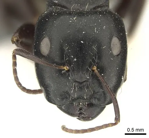 Camponotus buchholzi specimen CASENT0915681 image casent0915681_2