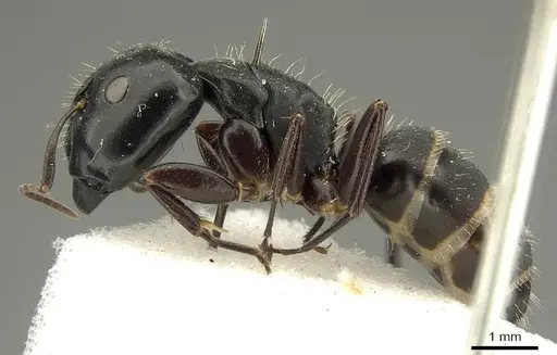 Camponotus buchholzi specimen CASENT0915681 image casent0915681_3