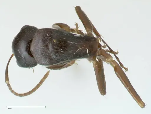 Camponotus buchholzi specimen FOCOL1780 image focol1780_1