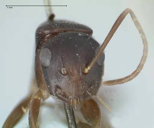 Camponotus buchholzi specimen FOCOL1780 image focol1780_2
