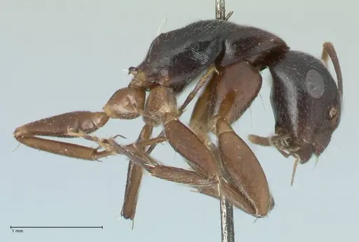 Camponotus buchholzi specimen FOCOL1780 image focol1780_3