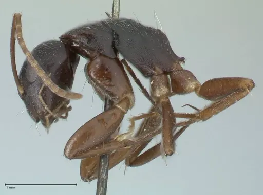 Camponotus buchholzi specimen FOCOL1780 image focol1780_4