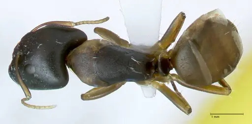 Camponotus buchholzi specimen FOCOL1789 image focol1789_1
