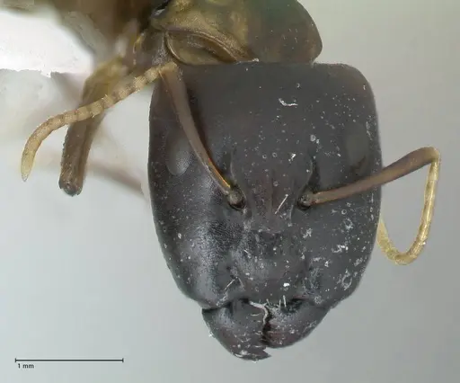 Camponotus buchholzi specimen FOCOL1789 image focol1789_2