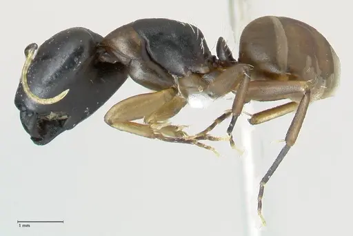 Camponotus buchholzi specimen FOCOL1789 image focol1789_3
