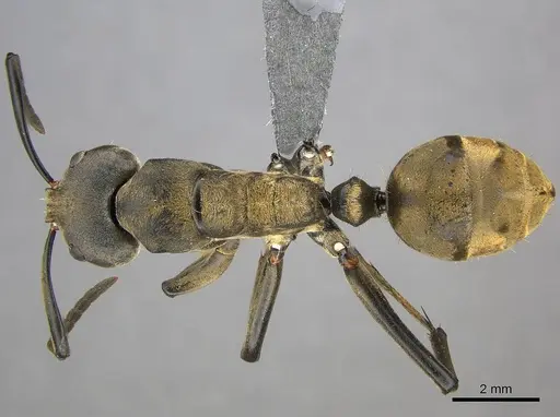 Camponotus buchneri specimen CASENT0250083 image casent0250083_1