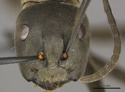 Camponotus buchneri specimen CASENT0250083 image casent0250083_2