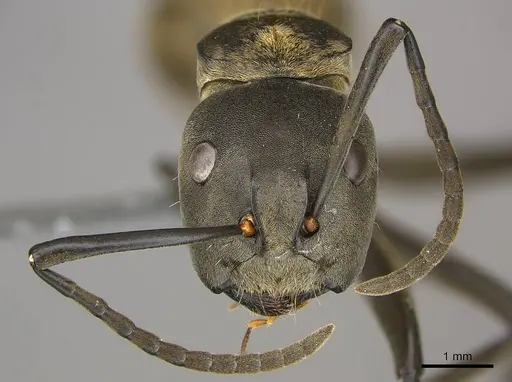 Camponotus buchneri specimen CASENT0250083 image casent0250083_3