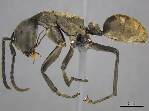 Camponotus buchneri specimen CASENT0250083 image casent0250083_4