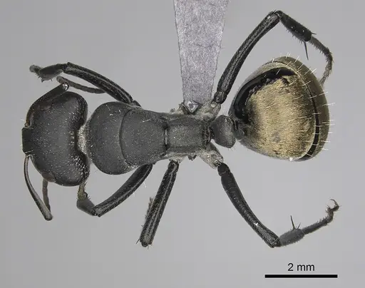 Camponotus buchneri specimen CASENT0264324 image casent0264324_1