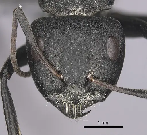 Camponotus buchneri specimen CASENT0264324 image casent0264324_2