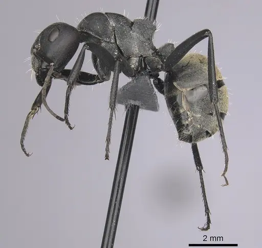 Camponotus buchneri specimen CASENT0264324 image casent0264324_3
