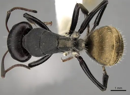 Camponotus buchneri specimen CASENT0280275 image casent0280275_1