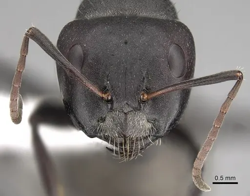 Camponotus buchneri specimen CASENT0280275 image casent0280275_2