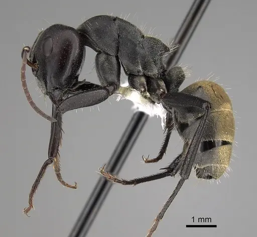 Camponotus buchneri specimen CASENT0280275 image casent0280275_3
