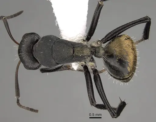 Camponotus buchneri specimen CASENT0280276 image casent0280276_1