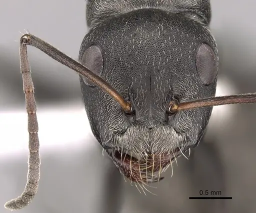 Camponotus buchneri specimen CASENT0280276 image casent0280276_2
