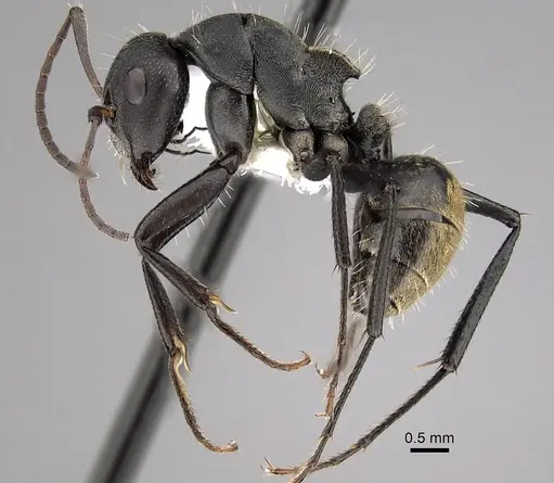 Camponotus buchneri specimen CASENT0280276 image casent0280276_3