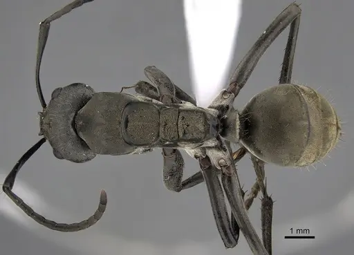 Camponotus buchneri specimen CASENT0317022 image casent0317022_1