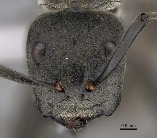 Camponotus buchneri specimen CASENT0317022 image casent0317022_2