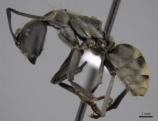 Camponotus buchneri specimen CASENT0317022 image casent0317022_3