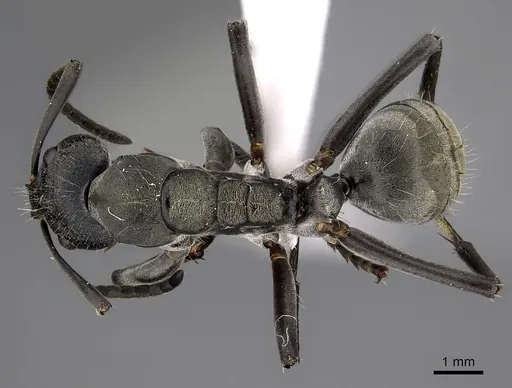 Camponotus buchneri specimen CASENT0317023 image casent0317023_1
