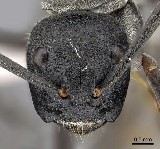 Camponotus buchneri specimen CASENT0317023 image casent0317023_2