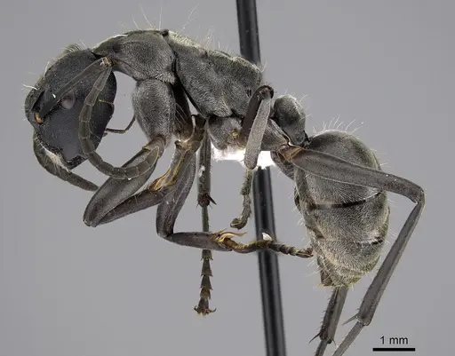 Camponotus buchneri specimen CASENT0317023 image casent0317023_3