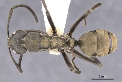 Camponotus buchneri specimen CASENT0900950 image casent0900950_1