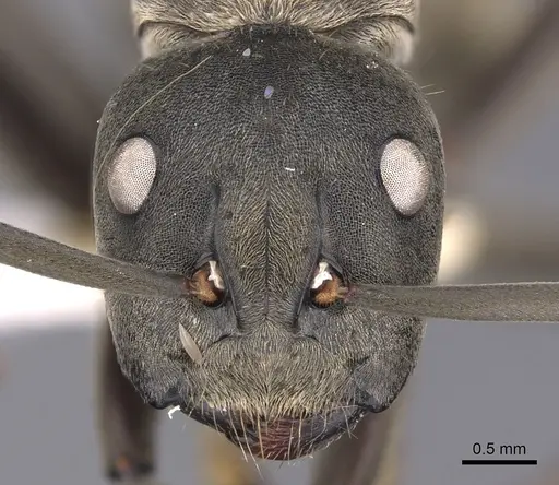 Camponotus buchneri specimen CASENT0900950 image casent0900950_2
