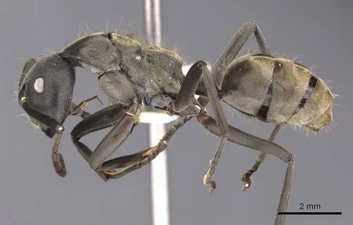 Camponotus buchneri specimen CASENT0900950 image casent0900950_3