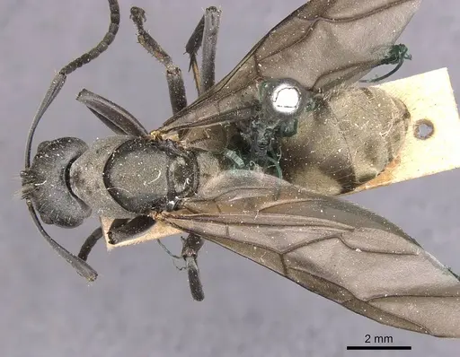 Camponotus buchneri specimen CASENT0905181 image casent0905181_1