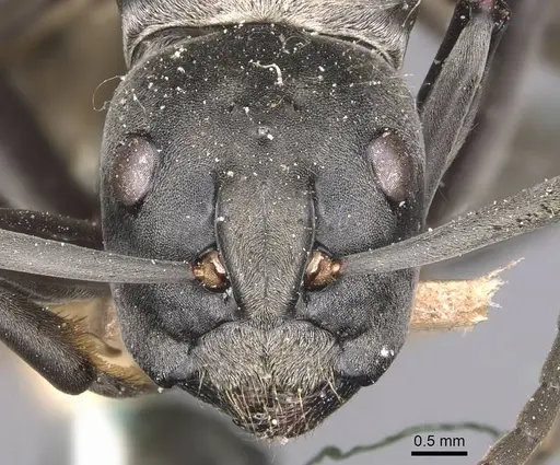 Camponotus buchneri specimen CASENT0905181 image casent0905181_2