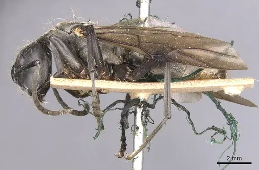 Camponotus buchneri specimen CASENT0905181 image casent0905181_3